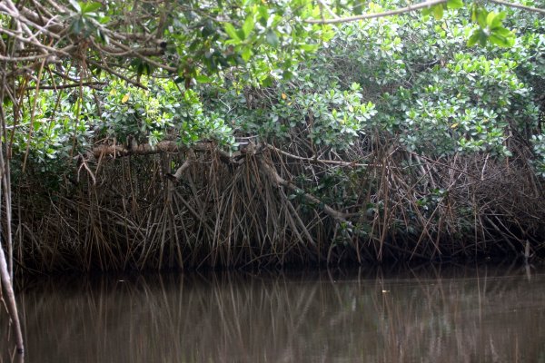 Roots show at lower tide